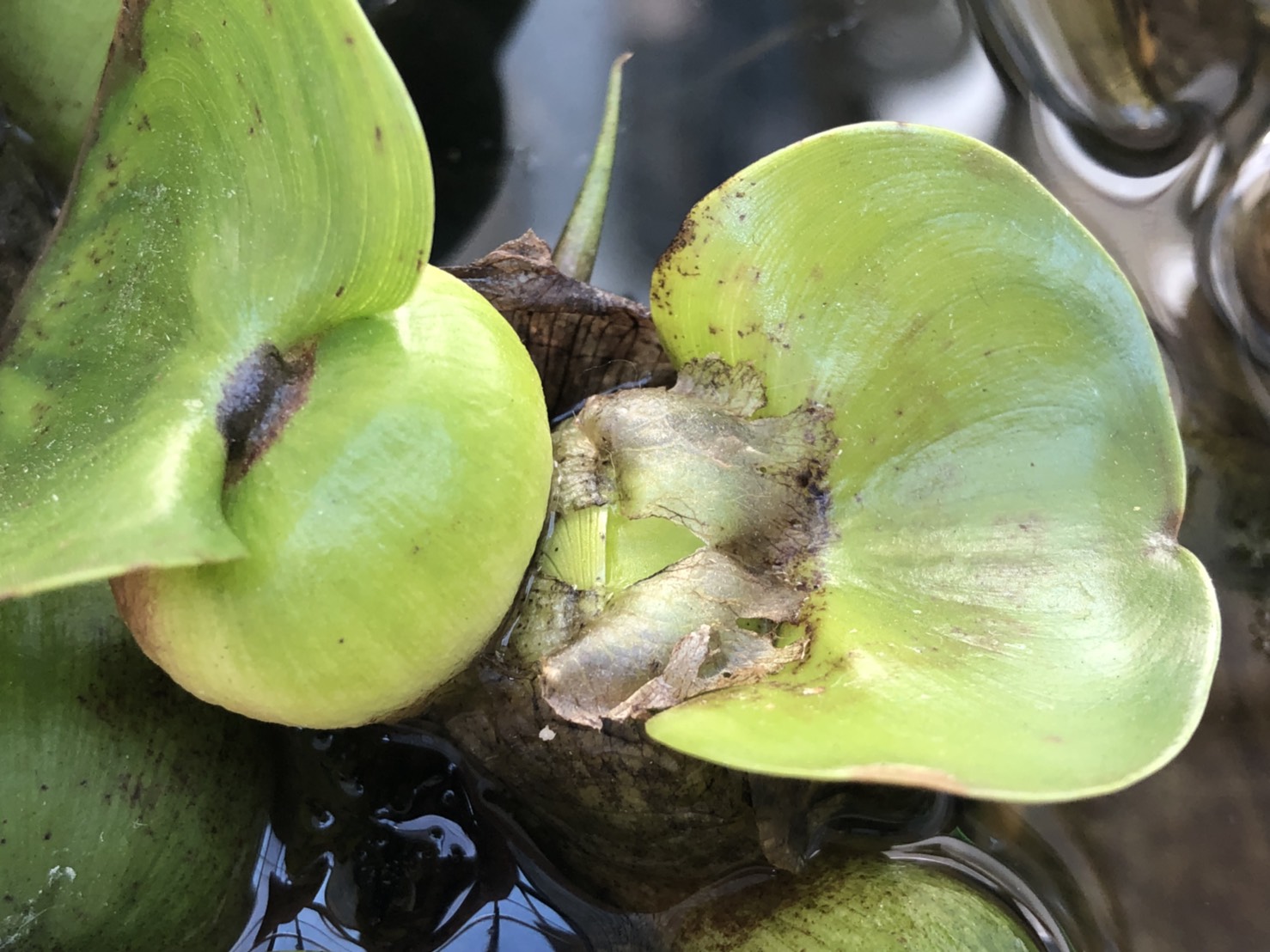 ほてい草 ホテイアオイ の冬支度 越冬はできるのか まろパパのhow About This