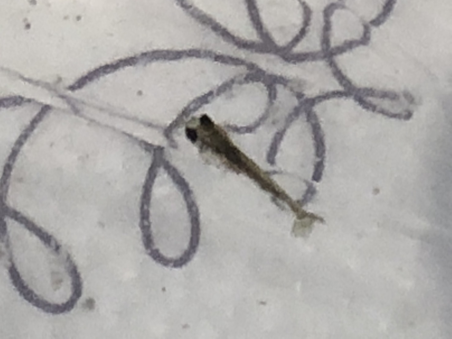 出目金の赤ちゃん まろパパのhow About This