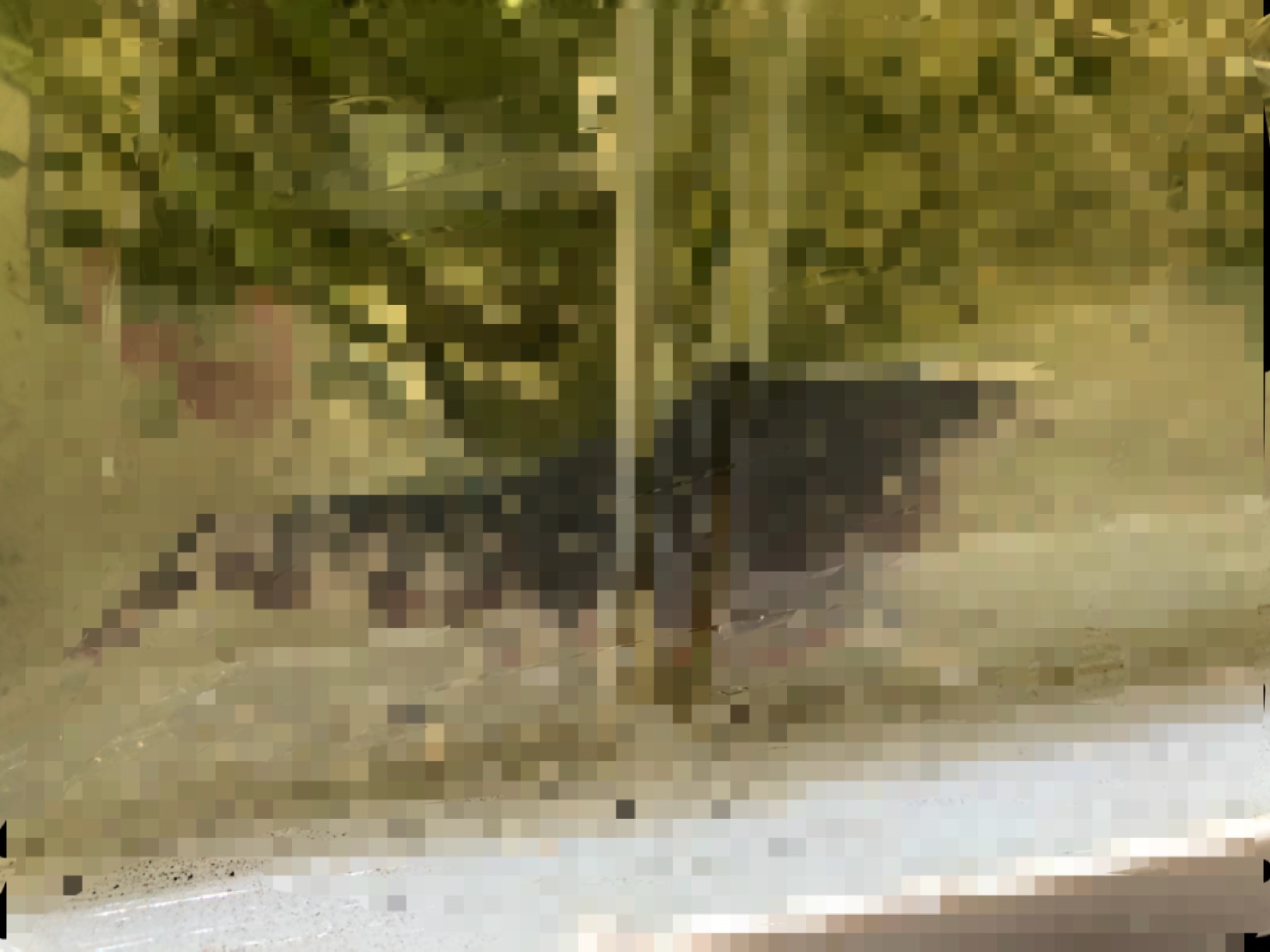 ザリガニ飼育 脱皮以外の方法でバーンスポット病を治療できるのか まろパパのhow About This