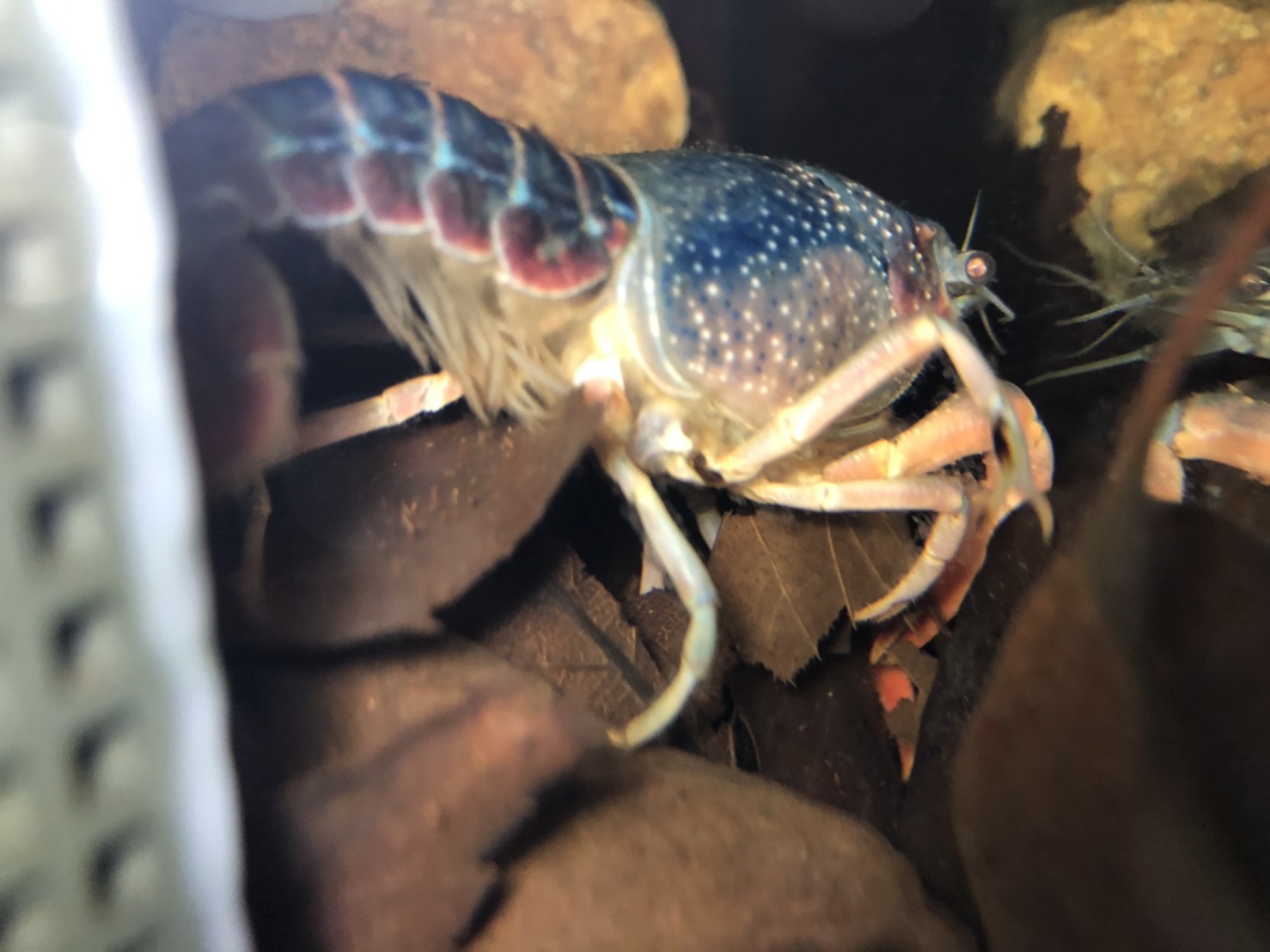 ダメだこりゃ 19年冬眠の大失敗 稚ザリ バーンスポットの追加説明 ザリガニ飼育 まろパパのhow About This