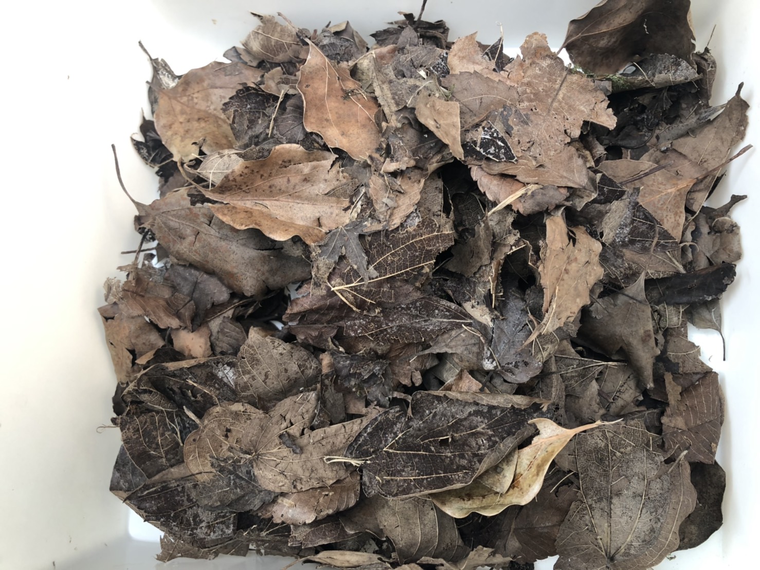 たかが落ち葉とは言え ザリガニにとって最高の状態とは デトリタス まろパパのhow About This