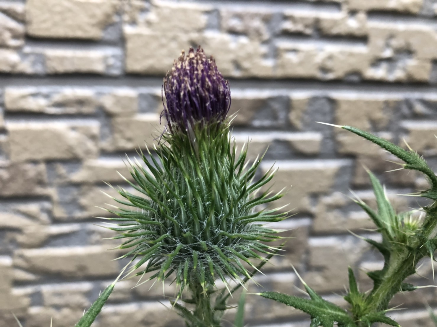 枯れてからが本領発揮 アメリカオニアザミのヤバさを実感 駆除方法 まろパパのhow About This