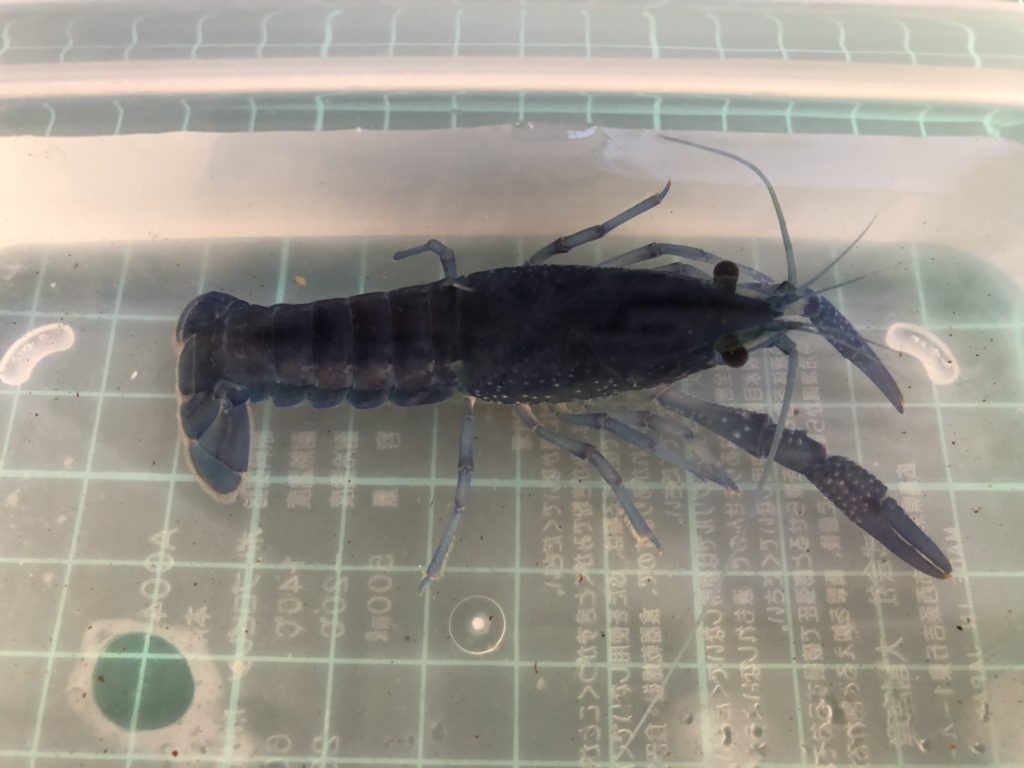 色揚げ 番外編 夏休みの自由研究に最適 イエローマジックで黄色くなるのか ザリガニ飼育 まろパパのhow About This