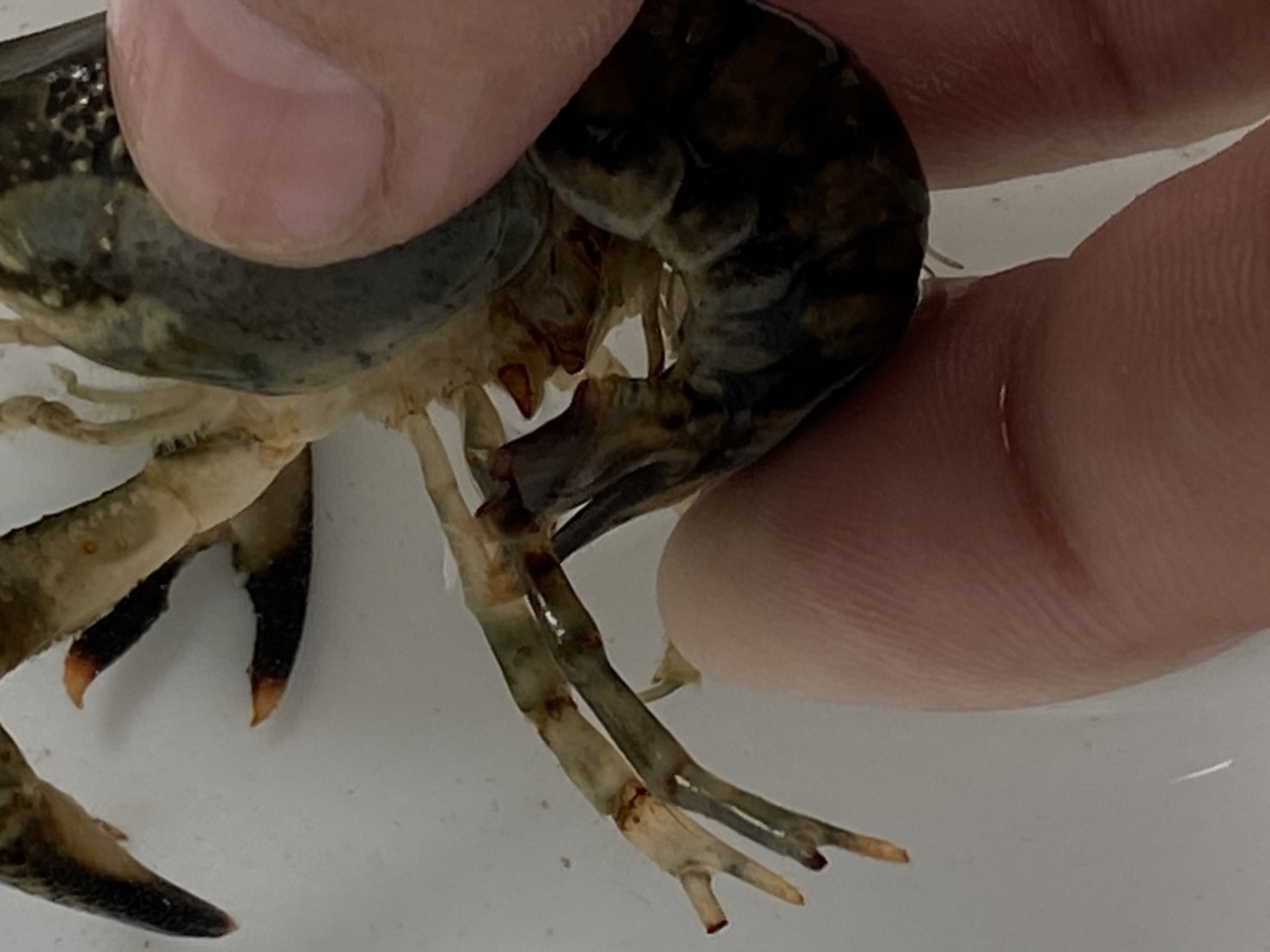 コレがヤバい方 後編 バーンスポット最終章 ザリガニ飼育 まろパパのhow About This