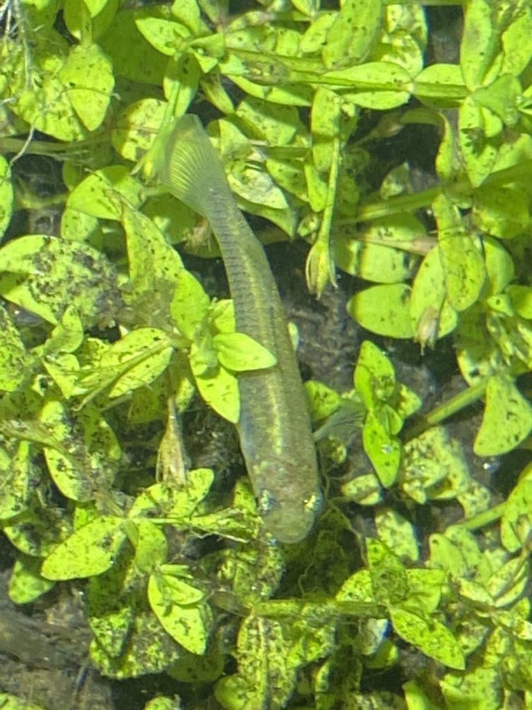 年10月10日 大阪城公園のカダヤシについて 特定外来生物 まろパパのhow About This